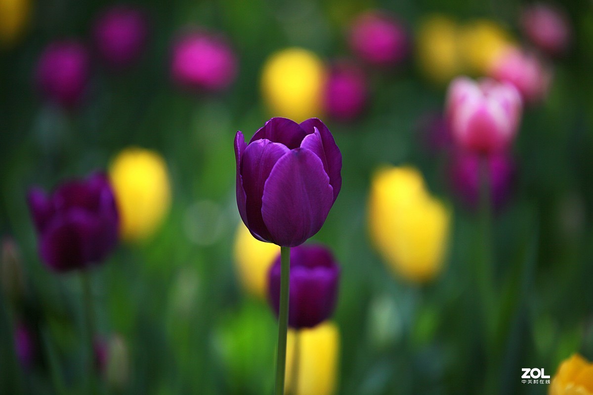 中山公园郁金香