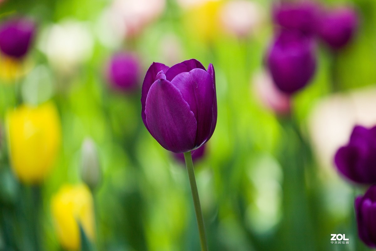 中山公园郁金香