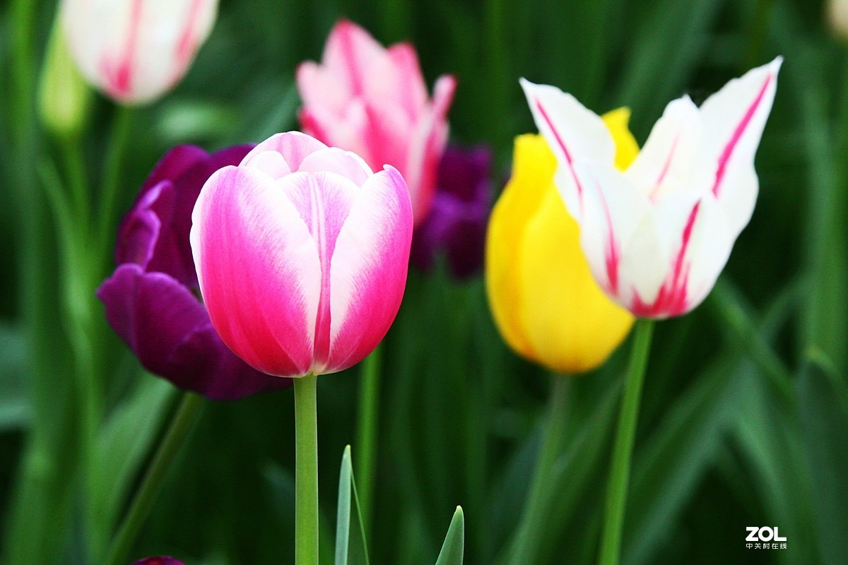 中山公园郁金香