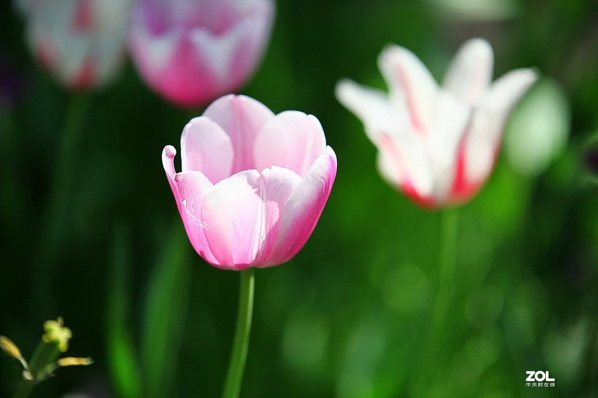 中山公园郁金香