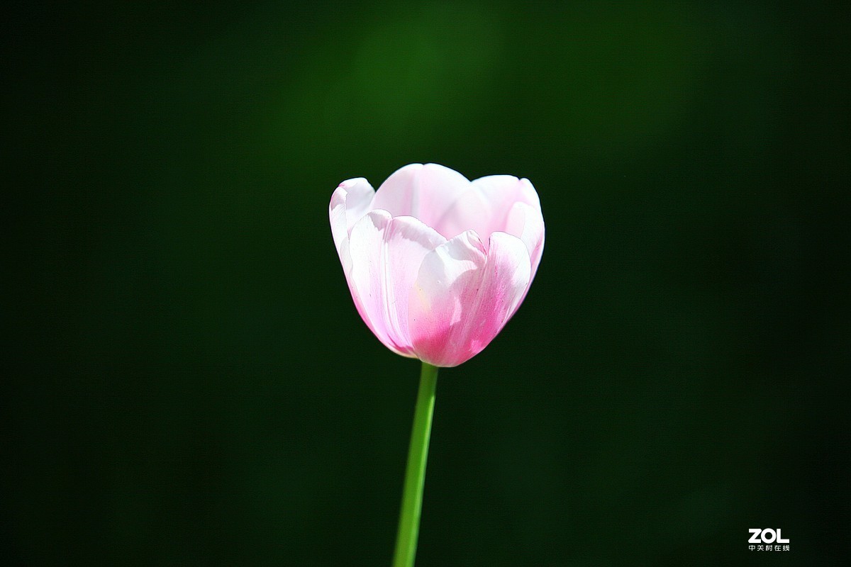 中山公园郁金香