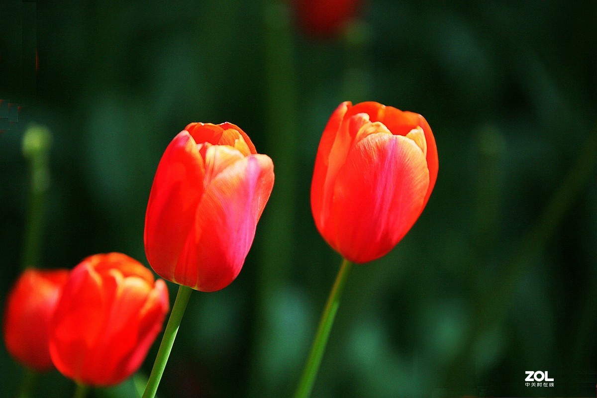 中山公园郁金香