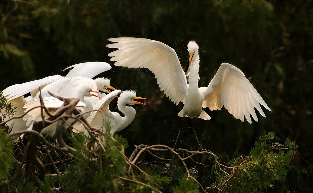 含辛茹苦哺育雏鸟的白鹭妈妈