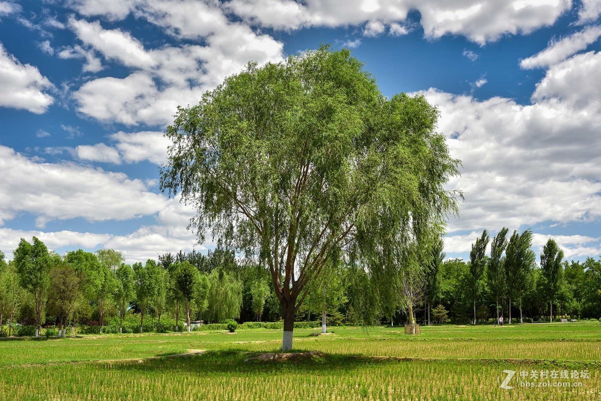 昨天北京上演“蓝天白云”秀