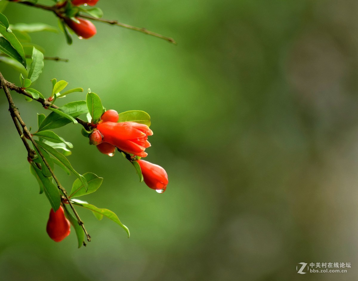 腾龙A17拍花〈三〉石榴花