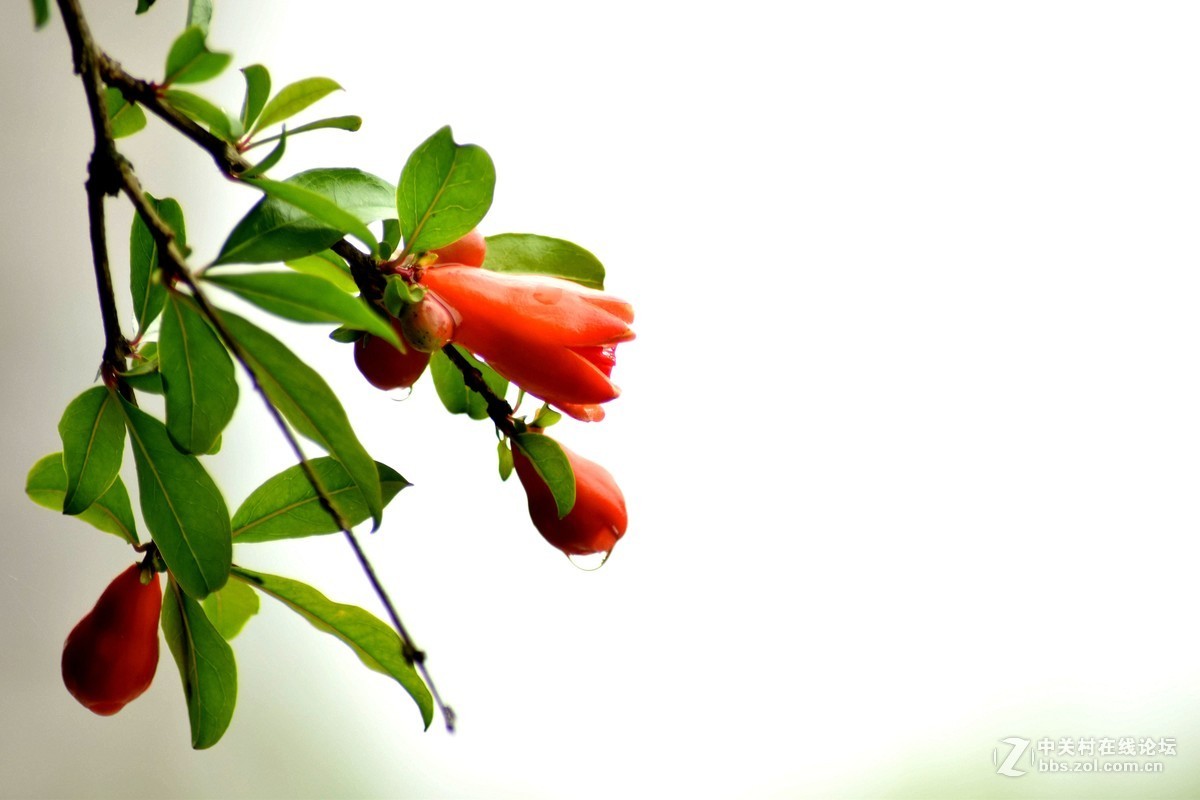 腾龙A17拍花〈三〉石榴花