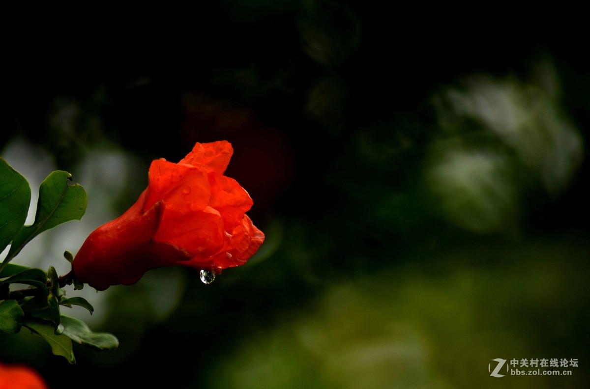 腾龙A17拍花〈三〉石榴花
