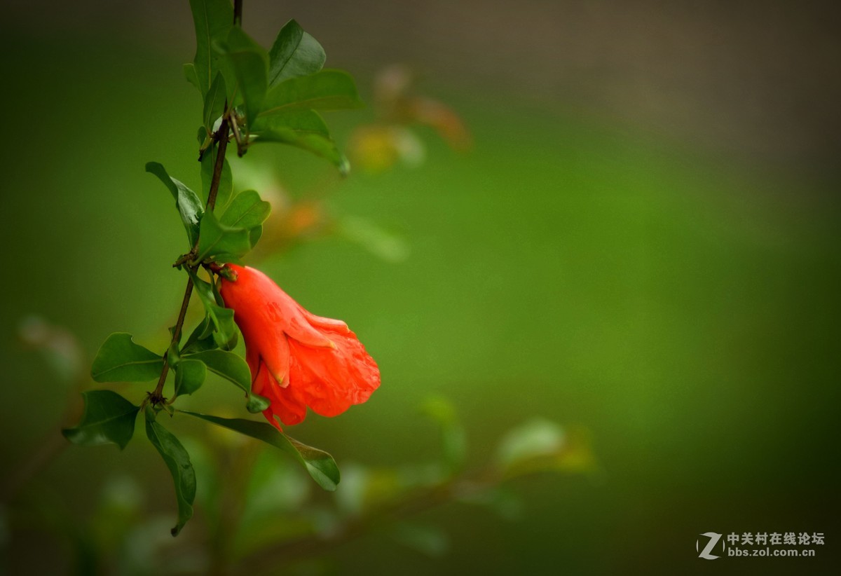 腾龙A17拍花〈三〉石榴花