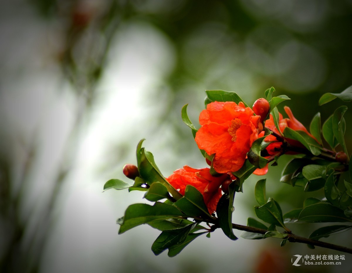 腾龙A17拍花〈三〉石榴花