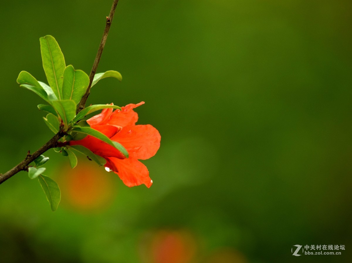 腾龙A17拍花〈三〉石榴花