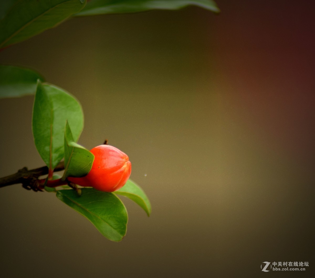 腾龙A17拍花〈三〉石榴花