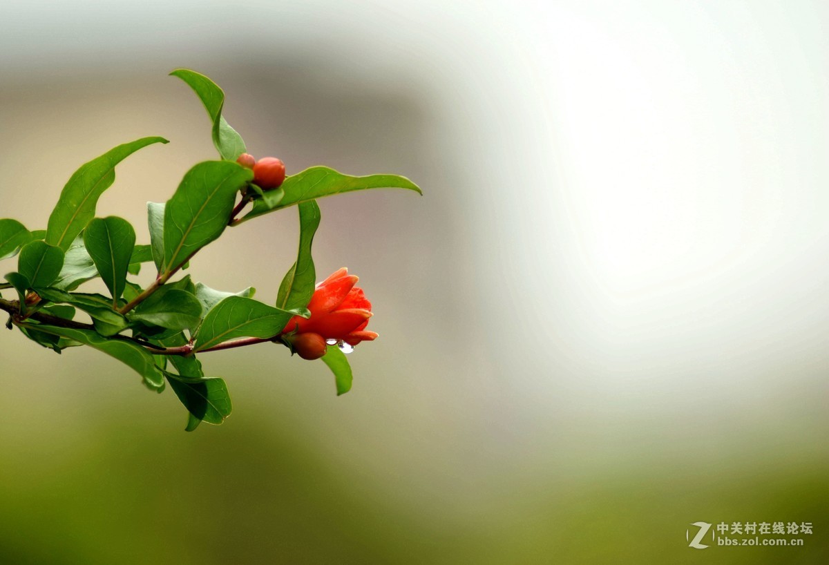 腾龙A17拍花〈三〉石榴花