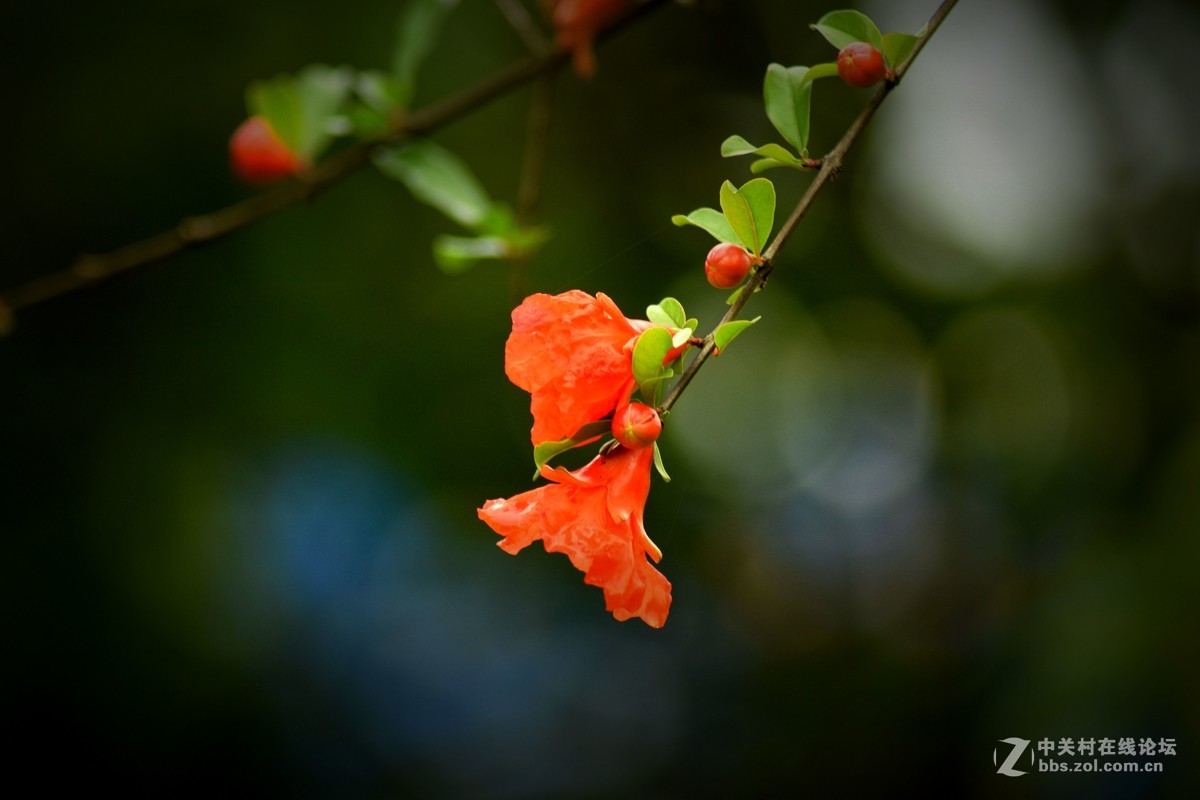 腾龙A17拍花〈三〉石榴花