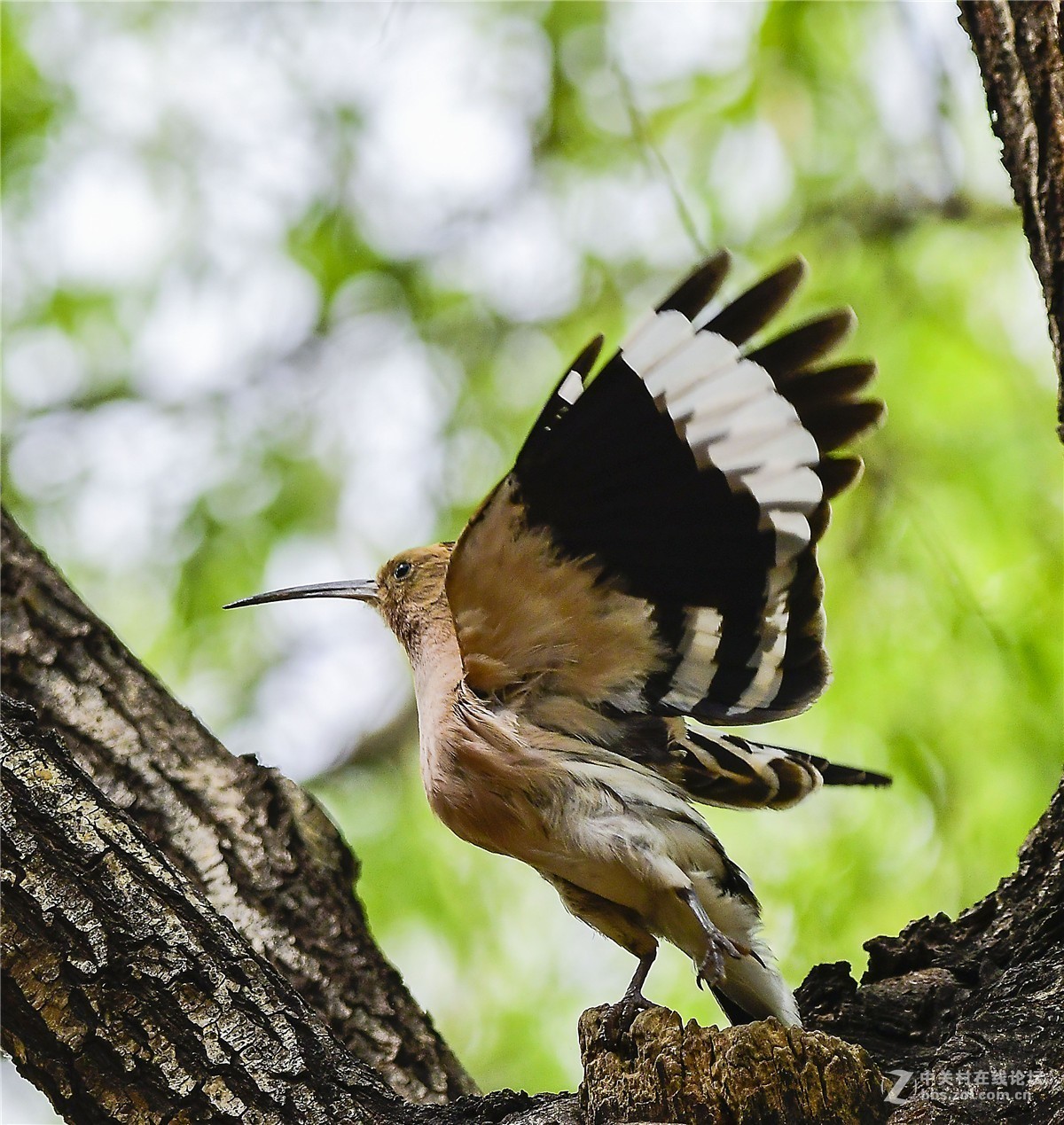 农展馆拍鸟戴胜鸟3