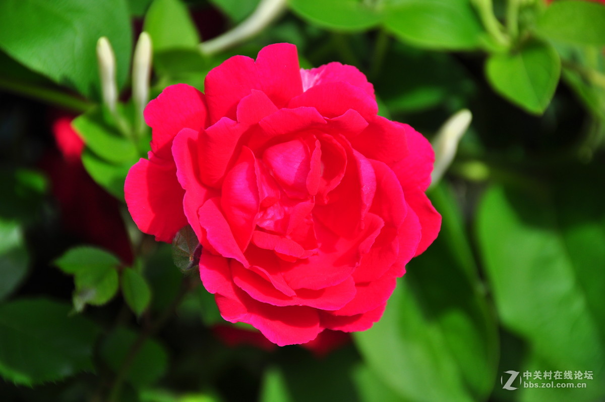 临街小院里花……