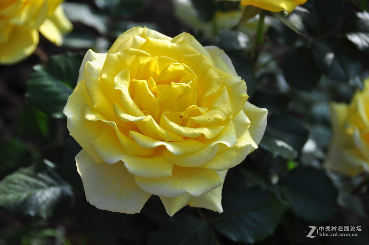 临街小院里花……