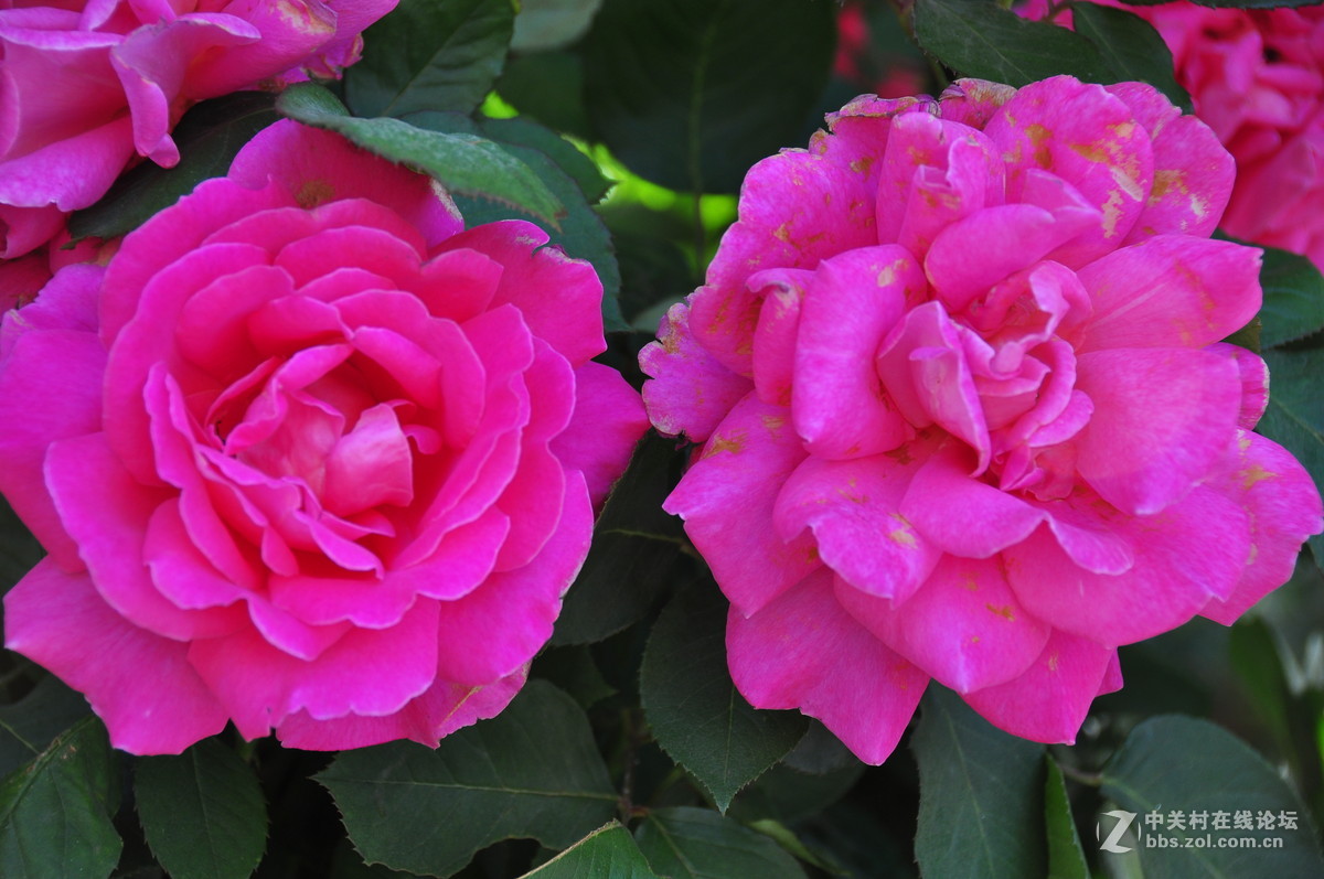 临街小院里花……