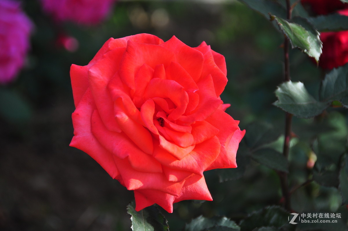 临街小院里花……