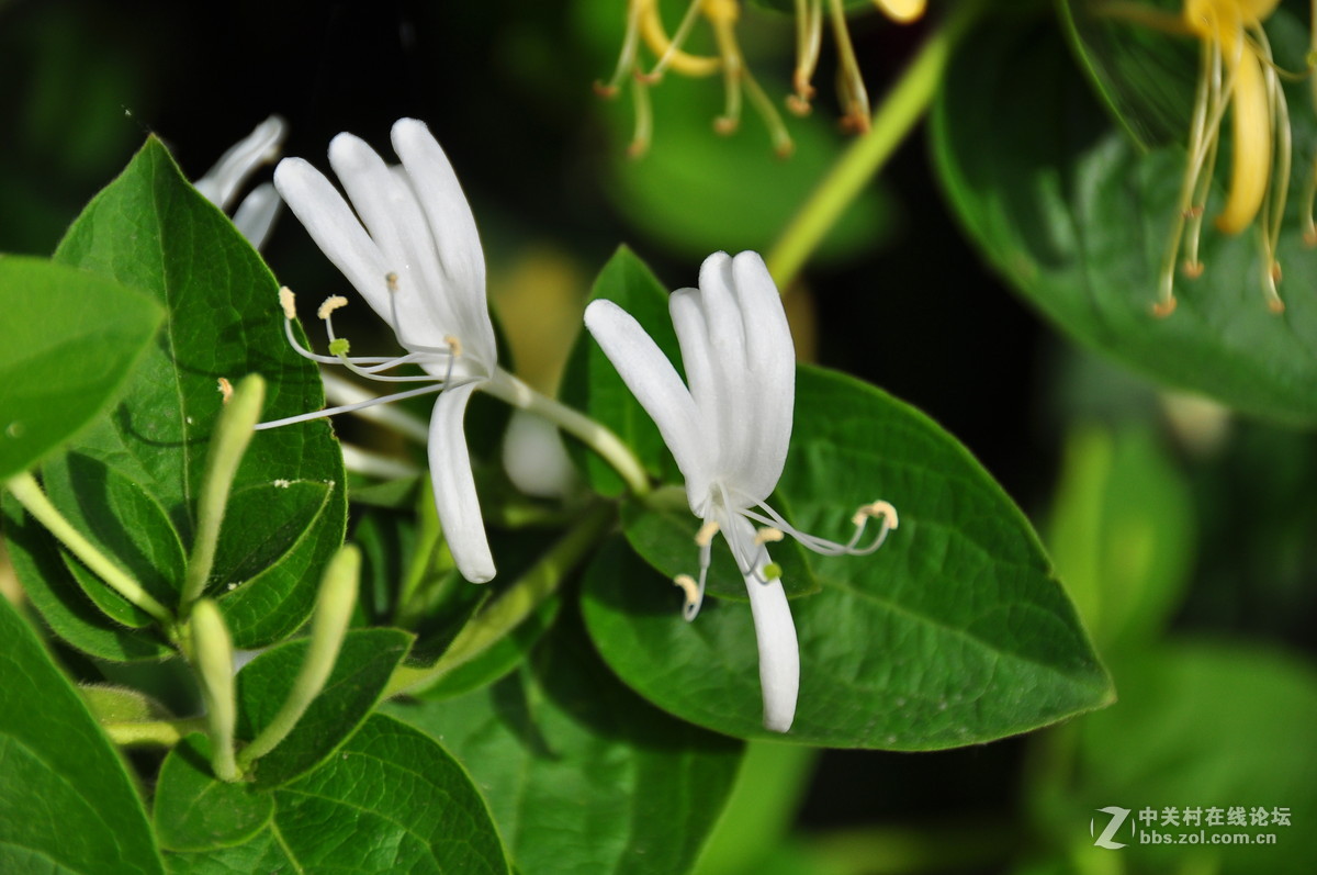 临街小院里花……