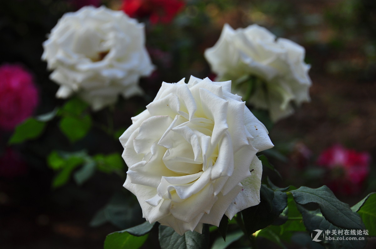 临街小院里花……