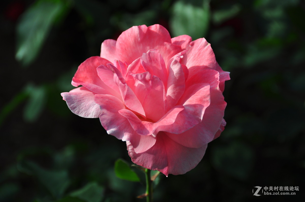 临街小院里花……