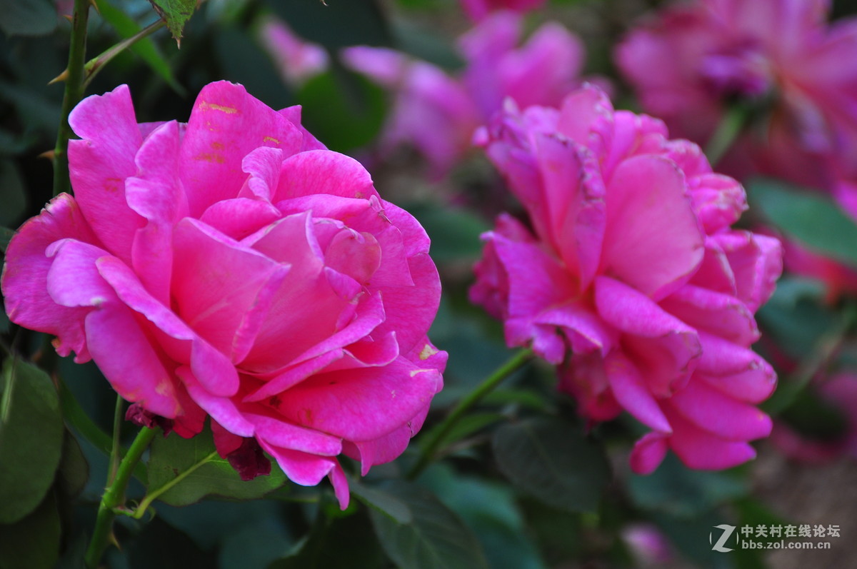 临街小院里花……