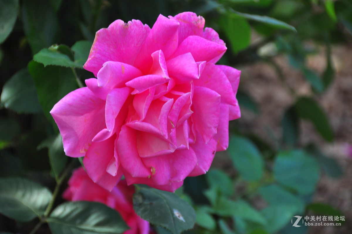 临街小院里花……