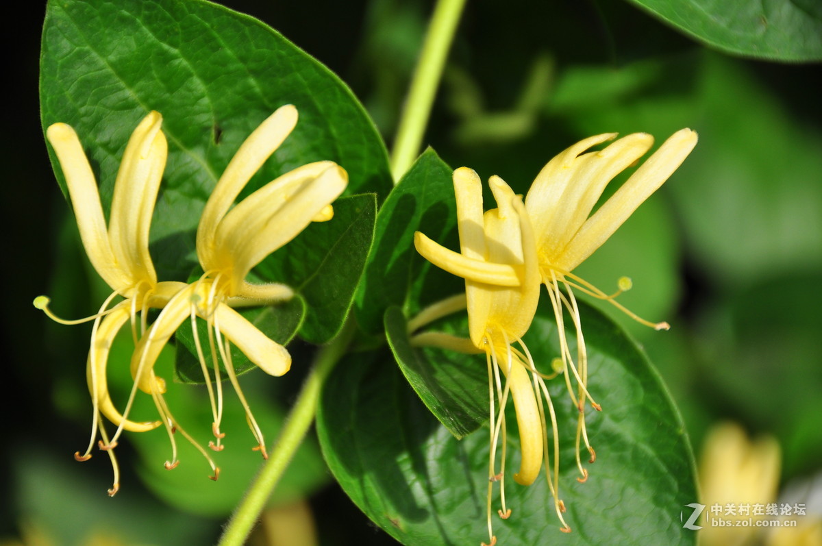临街小院里花……