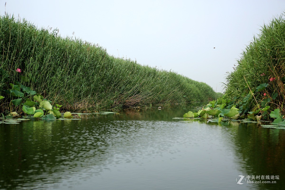 白洋淀里的芦苇荡一船上拍摄