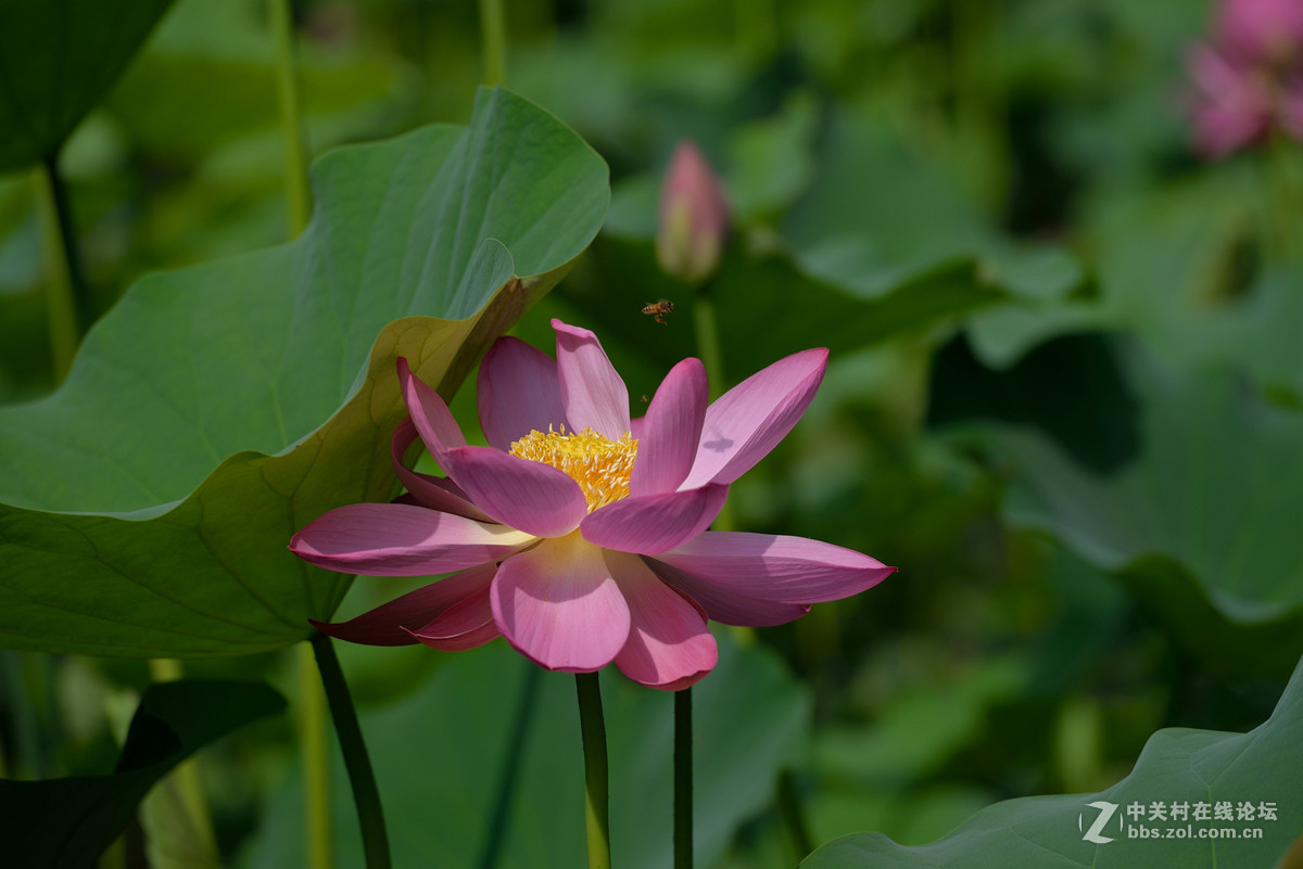 2015年新拍的一组荷花，拍的不好，请大家勿拍砖