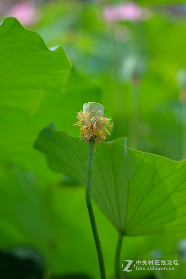 2015年新拍的一组荷花，拍的不好，请大家勿拍砖
