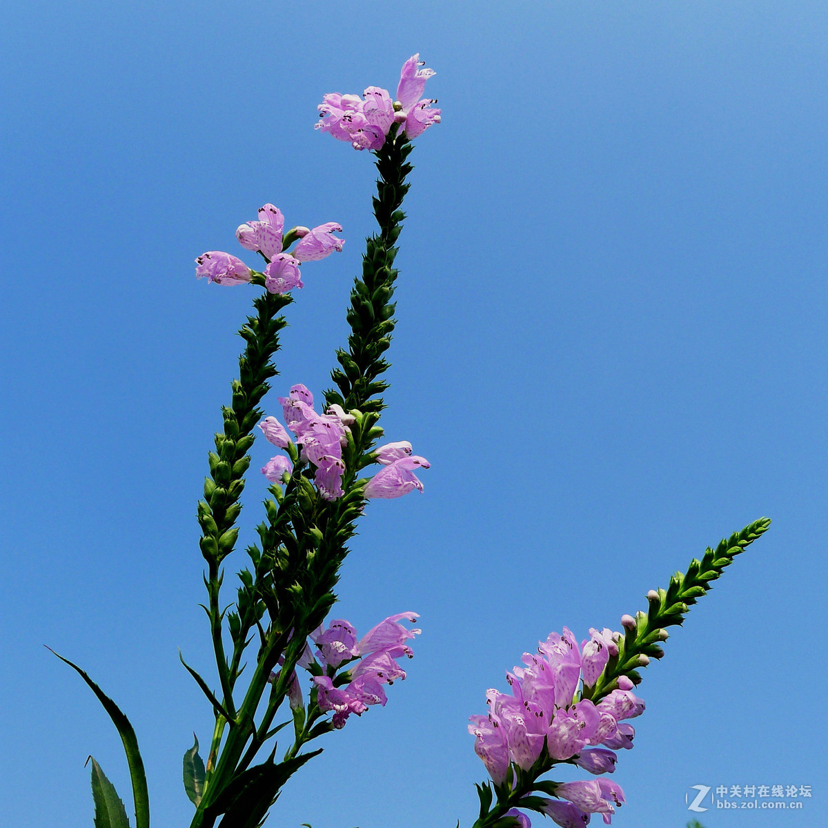 携一组芝麻花恭贺好友andyandy荣任自然风景论坛版主