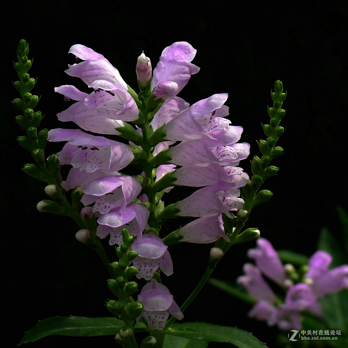 携一组芝麻花恭贺好友andyandy荣任自然风景论坛版主