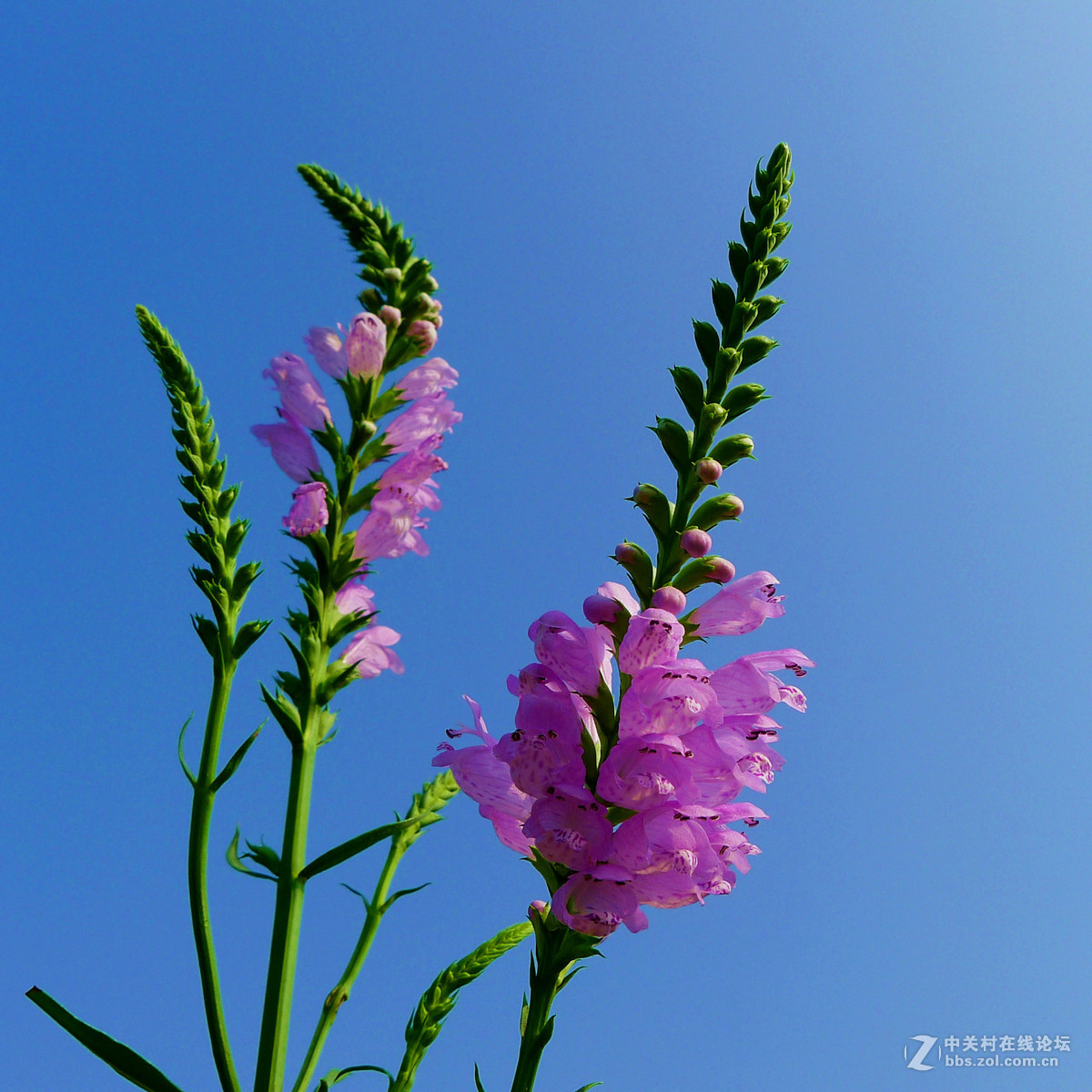 携一组芝麻花恭贺好友andyandy荣任自然风景论坛版主