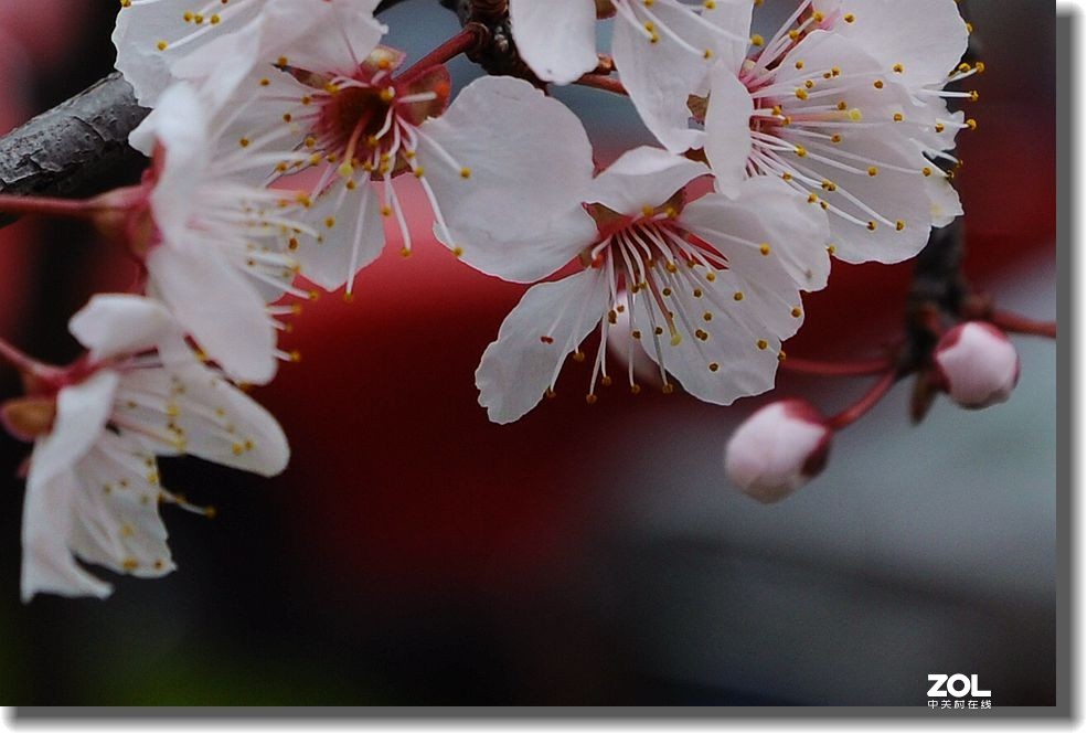 春天的故事  续一