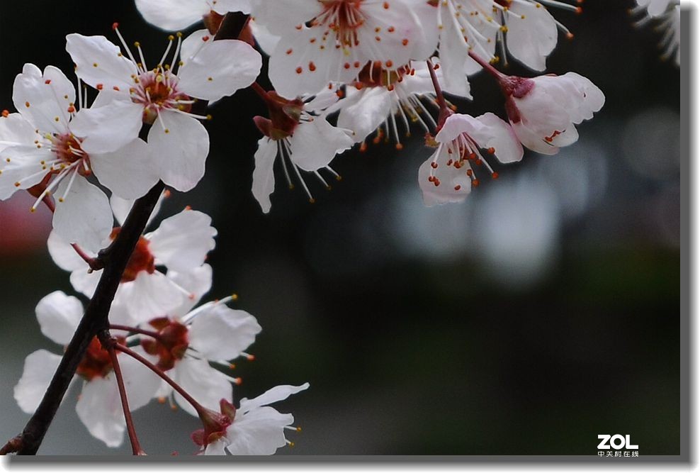 春天的故事  续一