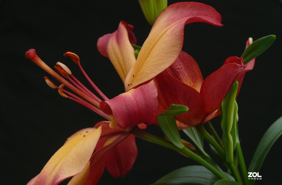 〈老相机发挥余热，非常时期，呆在家拍摄花〉