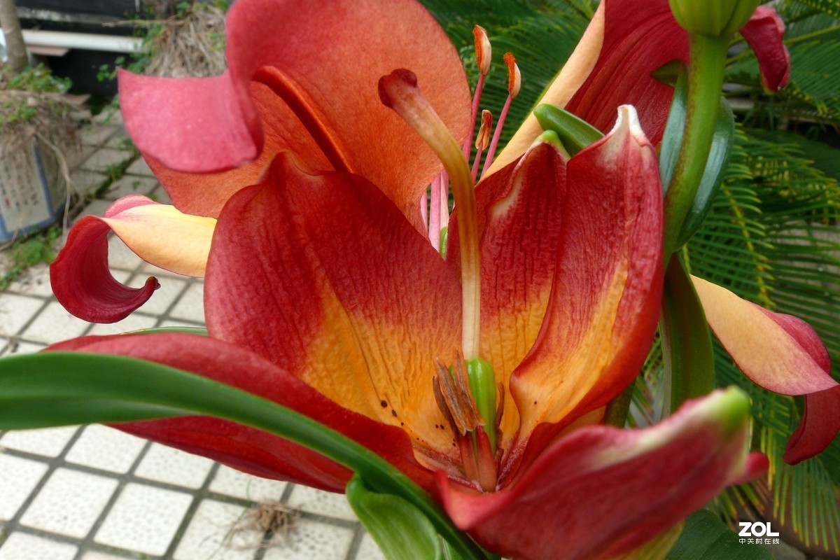 〈老相机发挥余热，非常时期，呆在家拍摄花〉