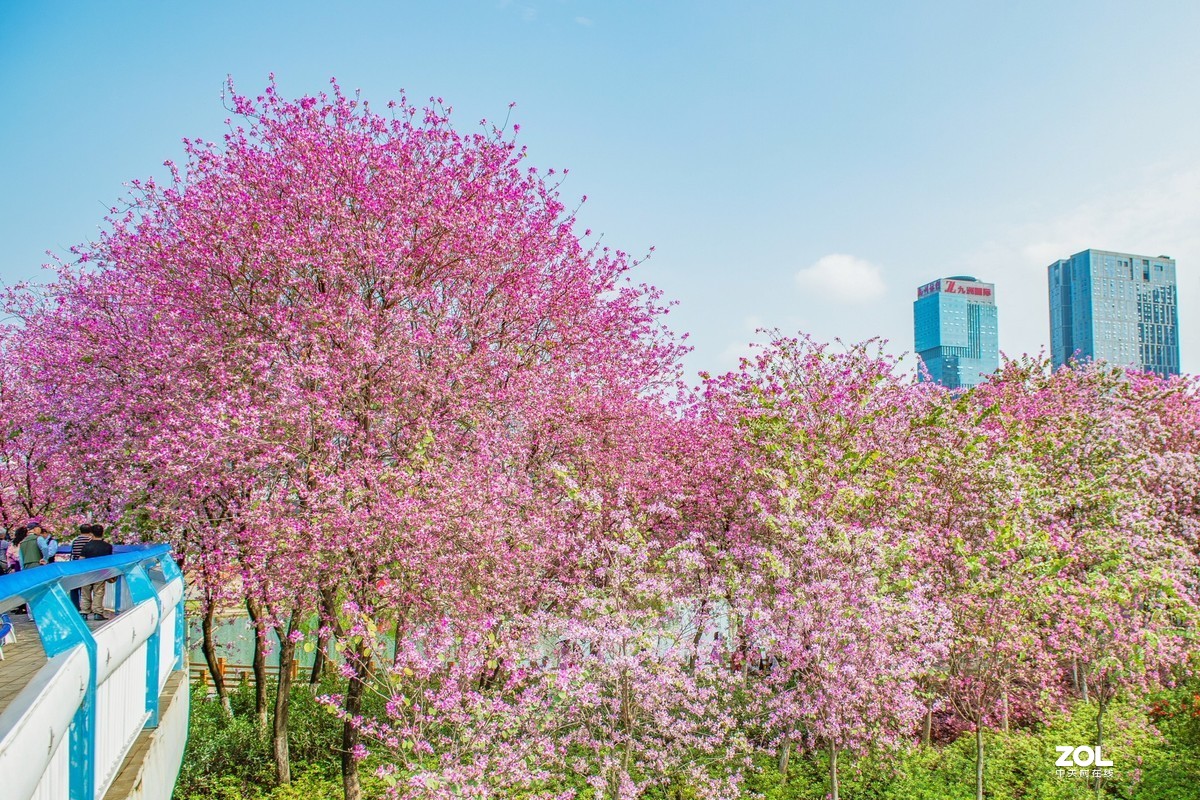 《在那鲜花盛开的地方》柳州洋紫荆花风光风景拍摄 续