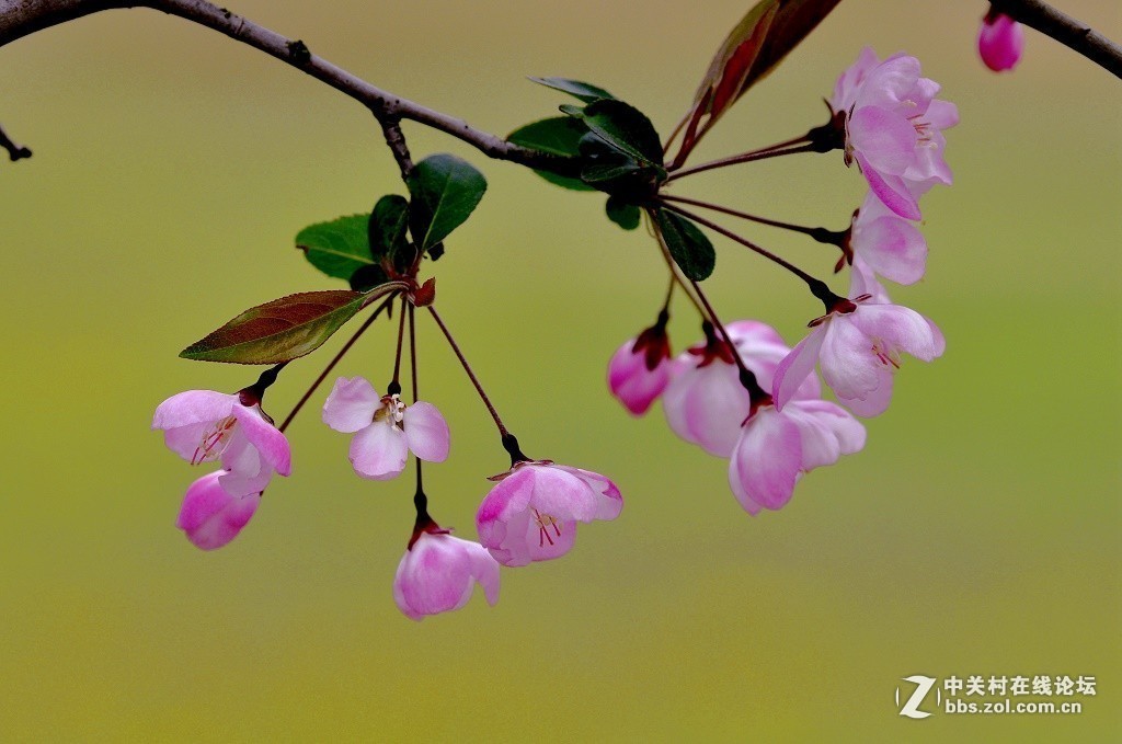 #版主坐堂# 尼康镜头星空(中国)2019年4月部分优秀作品欣赏