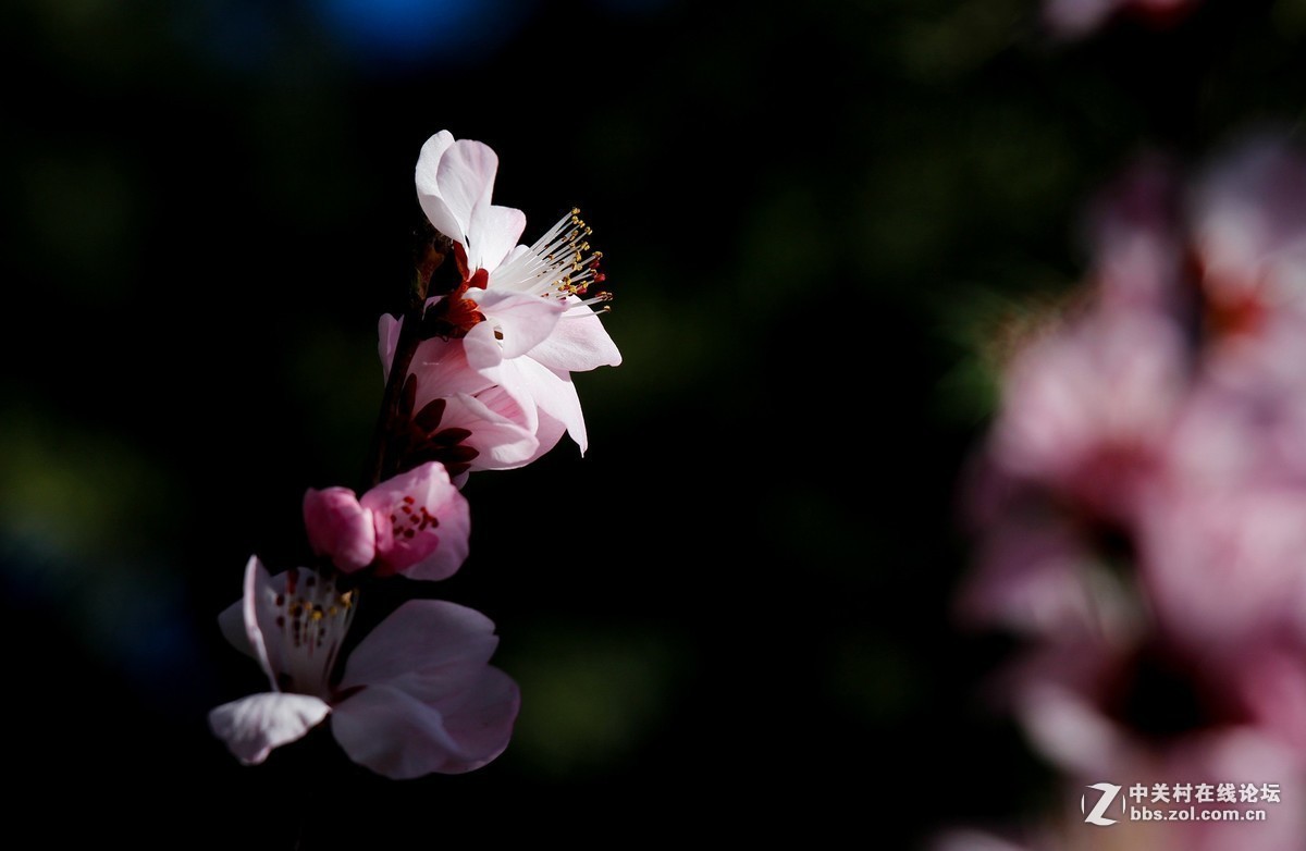 #版主坐堂# 尼康镜头星空(中国)2019年4月部分优秀作品欣赏