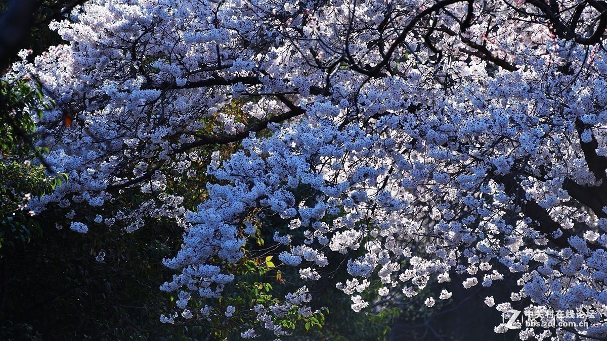 #版主坐堂# 尼康镜头星空(中国)2019年4月部分优秀作品欣赏