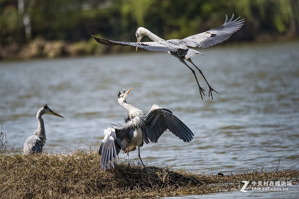 #版主坐堂# 尼康镜头星空(中国)2019年4月部分优秀作品欣赏