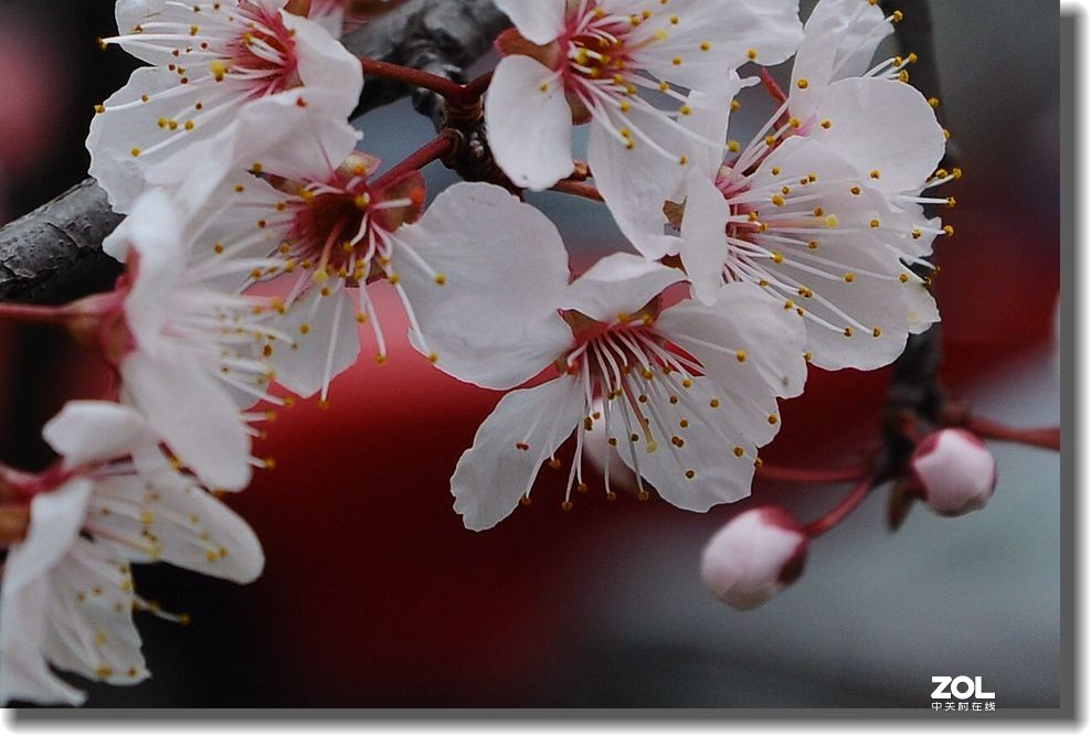 春天的故事  续一