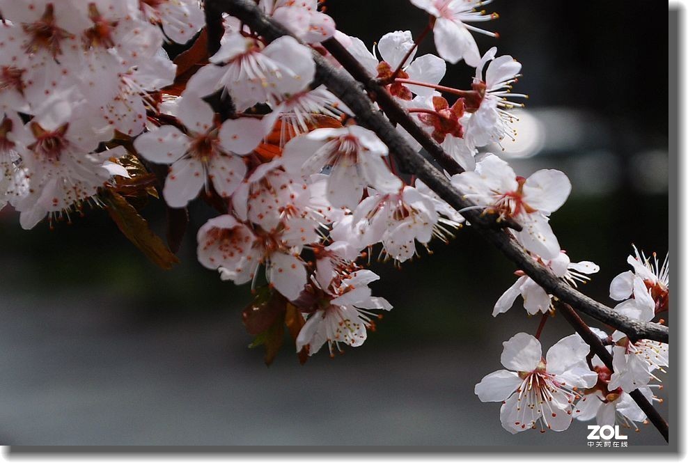 春天的故事  续一