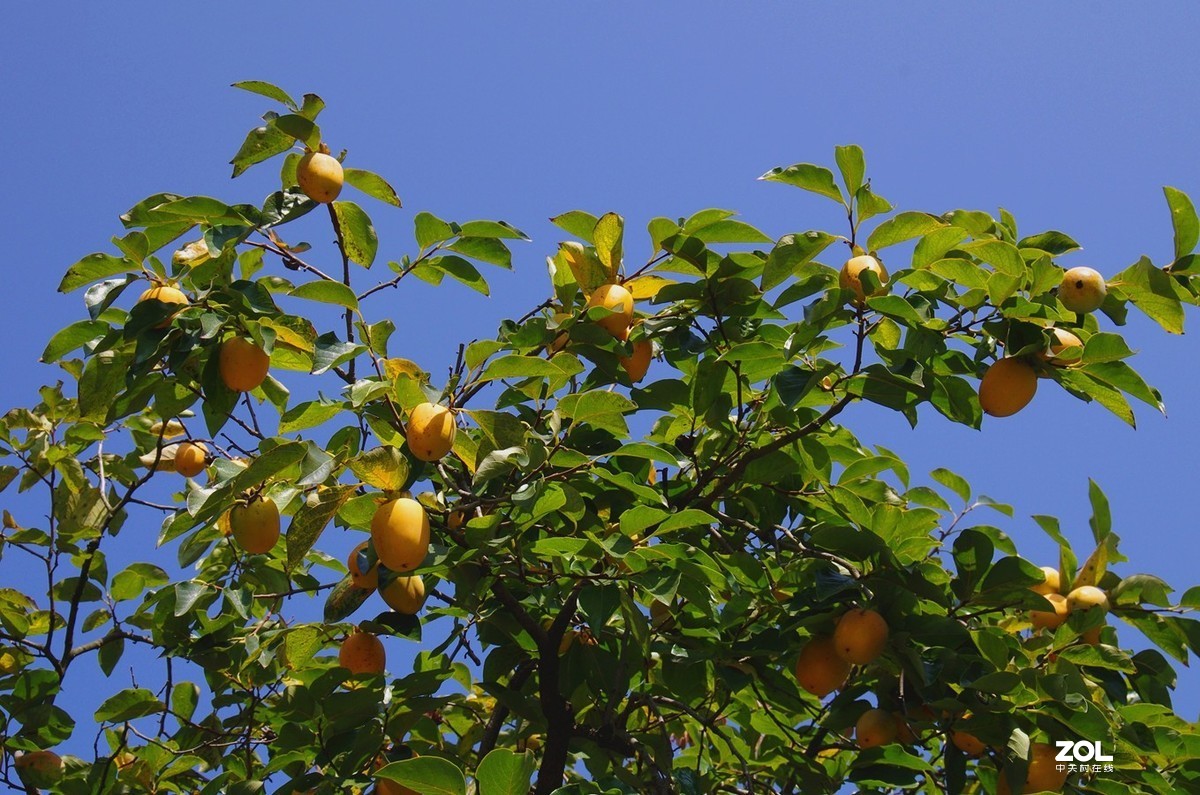 【青岛百果山森林公园-续】-15P