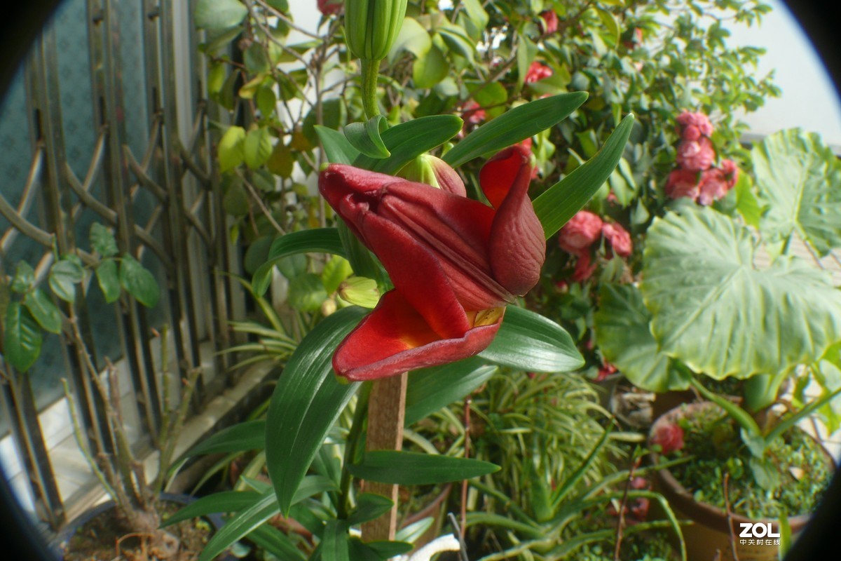 〈老相机发挥余热，非常时期，呆在家拍摄花〉