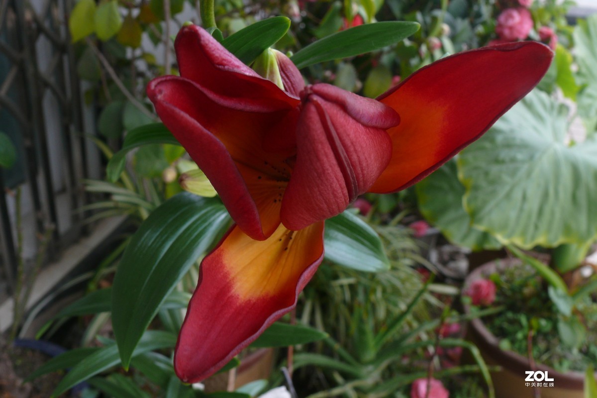 〈老相机发挥余热，非常时期，呆在家拍摄花〉