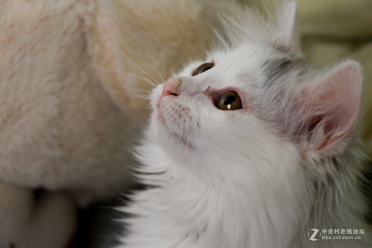 小萌猫特写