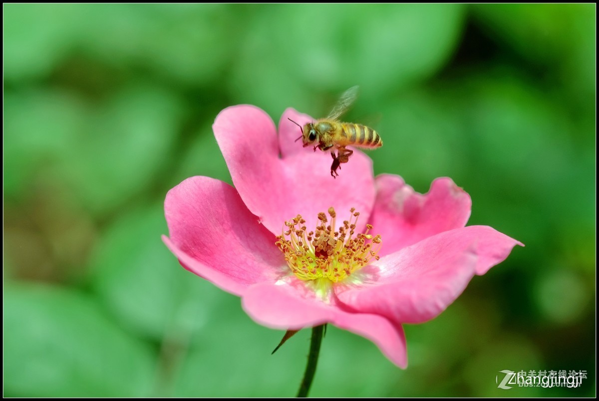 一只小蜜蜂飞入花蕊中